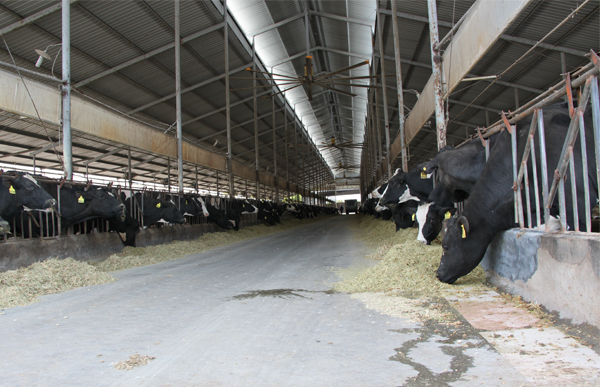 萧山某牛场分布图.jpg 萧山某牛场分布图.jpg